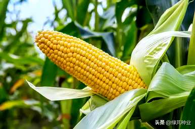 裸子植物是双子叶还是单子叶植物？裸子植物是双子叶还是单子叶植物？