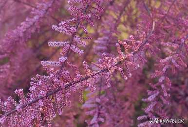 沙漠植物的特点是什么，沙漠植物的特点是什么？