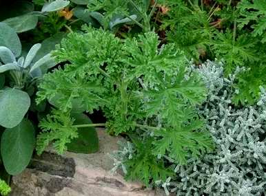 驱蚊植物花草清香木，驱蚊植物花草