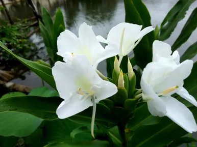 姜花的花语，姜花的花语和功效