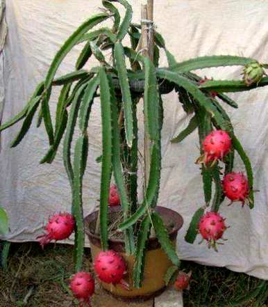 如何种植火龙果，如何种植屋顶火龙果