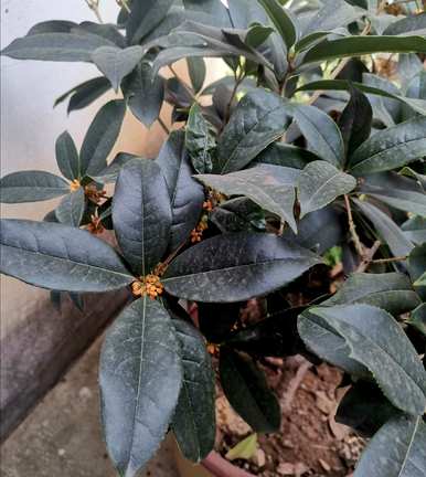 桂花长期香味浓郁，桂花多久？