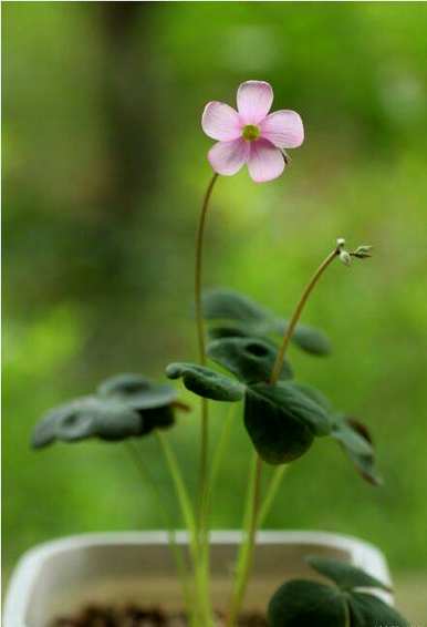 红花草什么时候播种，红花播种开花多久？