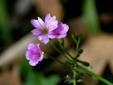 红花草什么时候播种，红花播种开花多久？