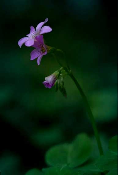 红花草什么时候播种，红花播种开花多久？