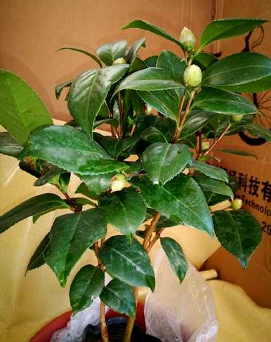 东北茶花盆栽养殖，茶花盆栽养殖方法