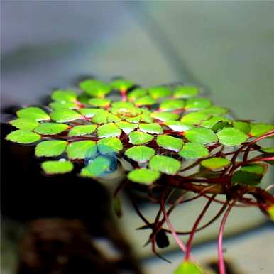 漂浮的水生植物和漂浮的水生植物有哪些品种？