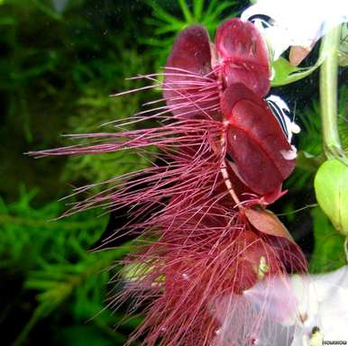 漂浮的水生植物和漂浮的水生植物有哪些品种？