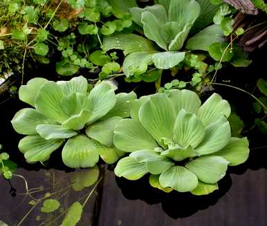 漂浮的水生植物和漂浮的水生植物有哪些品种？