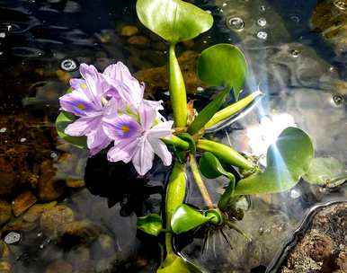 漂浮的水生植物和漂浮的水生植物有哪些品种？