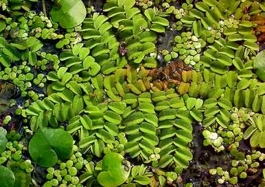 漂浮的水生植物和漂浮的水生植物有哪些品种？