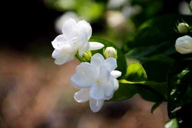 茉莉花好养吗？茉莉花怎么养？