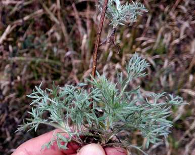 什么驱蚊植物适合家里养，什么植物适合儿童房养？