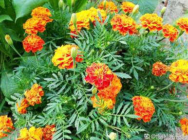 什么驱蚊植物适合家里养，什么植物适合儿童房养？