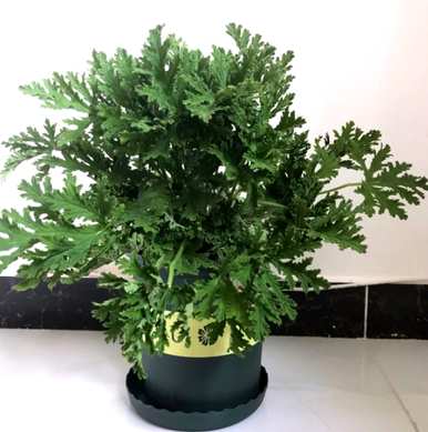 什么驱蚊植物适合家里养，什么植物适合儿童房养？