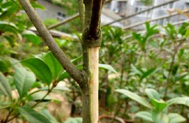 桂花如何繁殖成活高，桂花树苗的生活环境