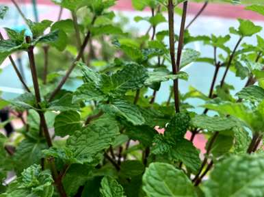 什么驱蚊植物适合家里养，什么植物适合儿童房养？