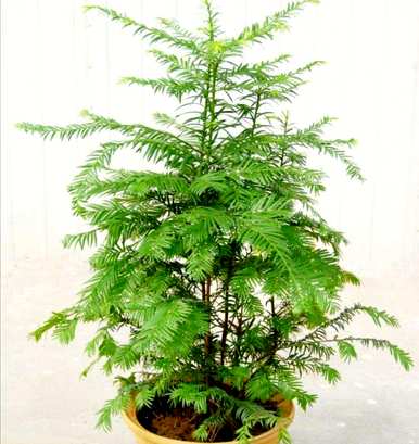 红豆杉种植露出须根吗？红豆杉适合家庭种植吗？