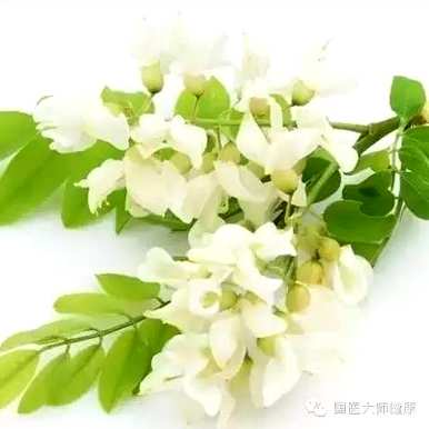 槐花含苞多久开花，槐花什么季节开花？