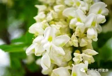 槐花含苞多久开花，槐花什么季节开花？