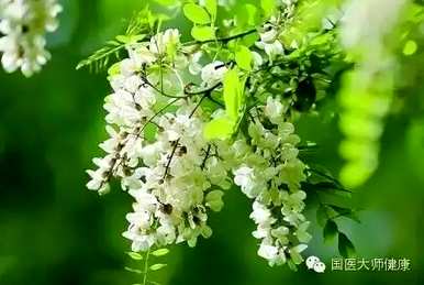 槐花含苞多久开花，槐花什么季节开花？