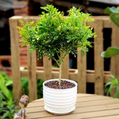 家里养什么花草植物好，家里最好的植物排名