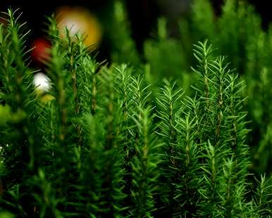 家里养什么花草植物好，家里最好的植物排名