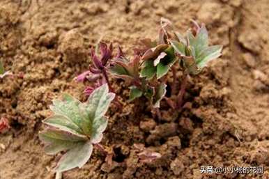 种子种植的牡丹花可以开花几年。如何种植牡丹花种子？