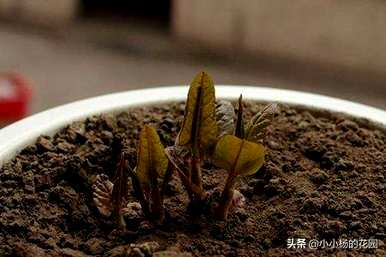 种子种植的牡丹花可以开花几年。如何种植牡丹花种子？