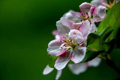 秋海棠花什么时候开花，秋海棠花怎么开花？