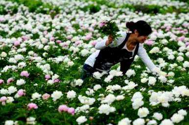 白芍种子育苗方法，白芍种子何时种植