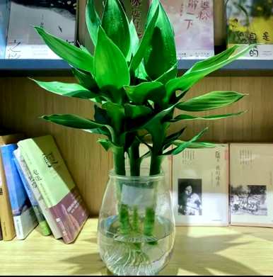 什么是家庭水培植物容易饲养，什么是水培植物？