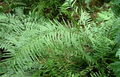 如何饲养凤尾草，中草药凤尾草