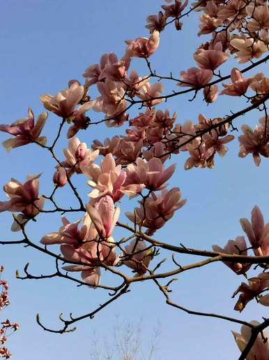 玉兰花的花语是什么？玉兰花的花语作文