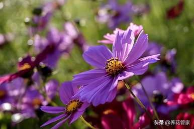 十大菊花品种名称大全，国华系列菊花品种图片