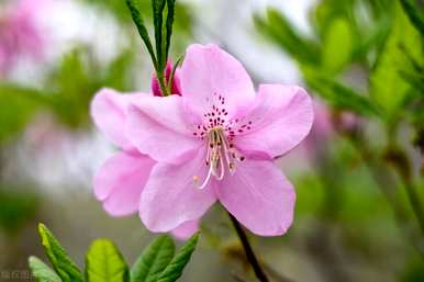 杜鹃花来年不修剪还能开花吗？为什么杜鹃花在月份不开花？