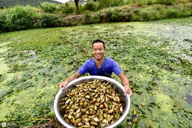 如何种植菱角，凿辫濡备綍绉嶆