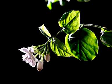 如何饲养非洲茉莉花，如何饲养非洲茉莉花