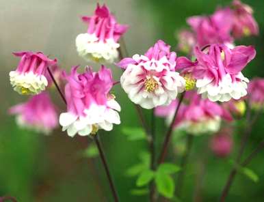 菜花喜欢开花吗？菜花种植多久？