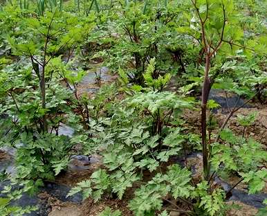 当归在东北哪里种植最好？当归适合在哪里种植？