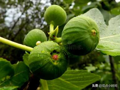 如何扦插无花果老桩，如何扦插繁殖无花果