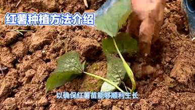 红薯如何种植高产，红薯如何种植高产肥料