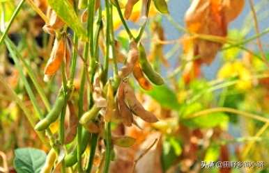 如何种植大豆发芽，大豆在土壤中发芽几天