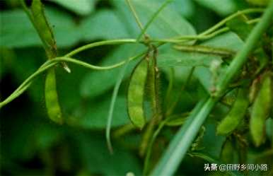 如何种植大豆发芽，大豆在土壤中发芽几天