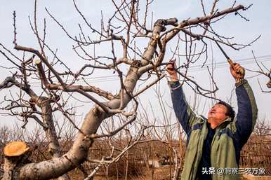 怎样修剪桃树才能结大桃，怎样修剪桃树才能长出更好吃的桃