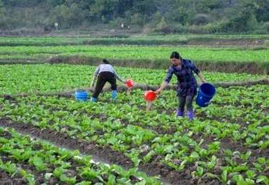 野生荠菜在湖北几个月播种，荠菜几个月播种最好