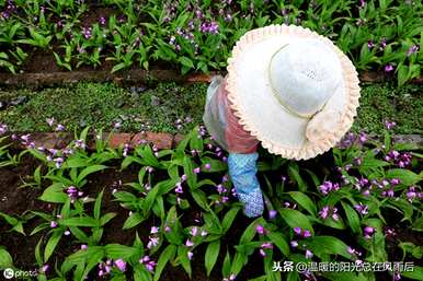 白芨如何用量高产，如何种植白芨高产？