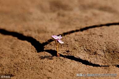 白芨如何用量高产，如何种植白芨高产？