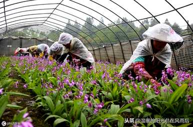 白芨如何用量高产，如何种植白芨高产？