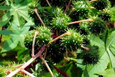 蓖麻种植技术的基本知识，蓖麻种植对土壤的要求是什么